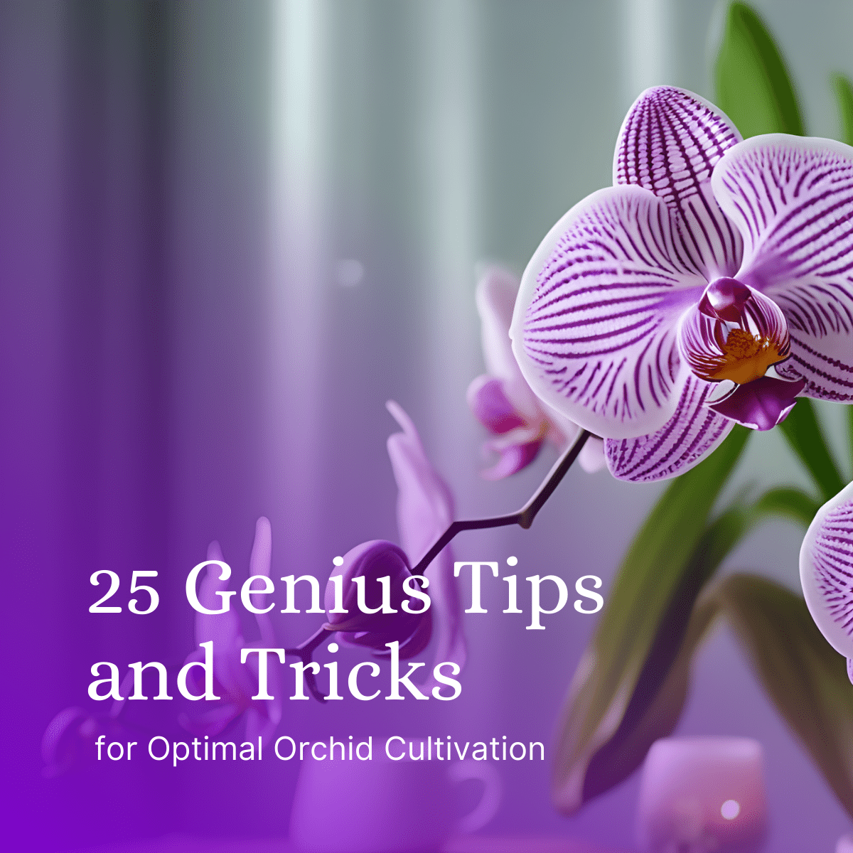 25 Genius Tips and Tricks for Optimal Orchid Cultivation Featured Image