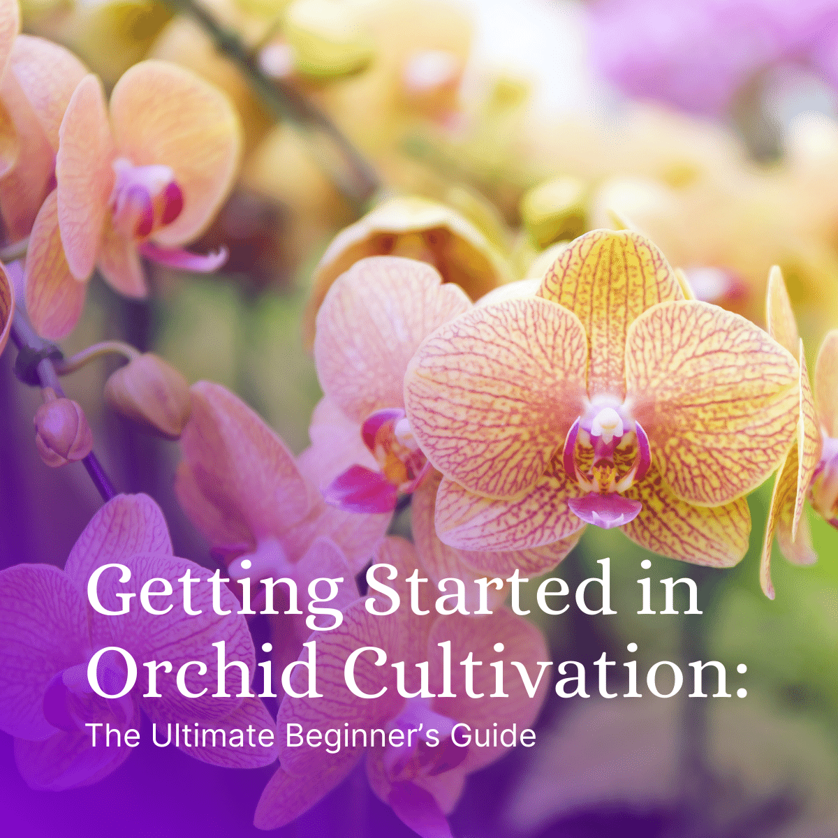 Getting Started in Orchid Cultivation: The Ultimate Beginner’s Guide Featured Image