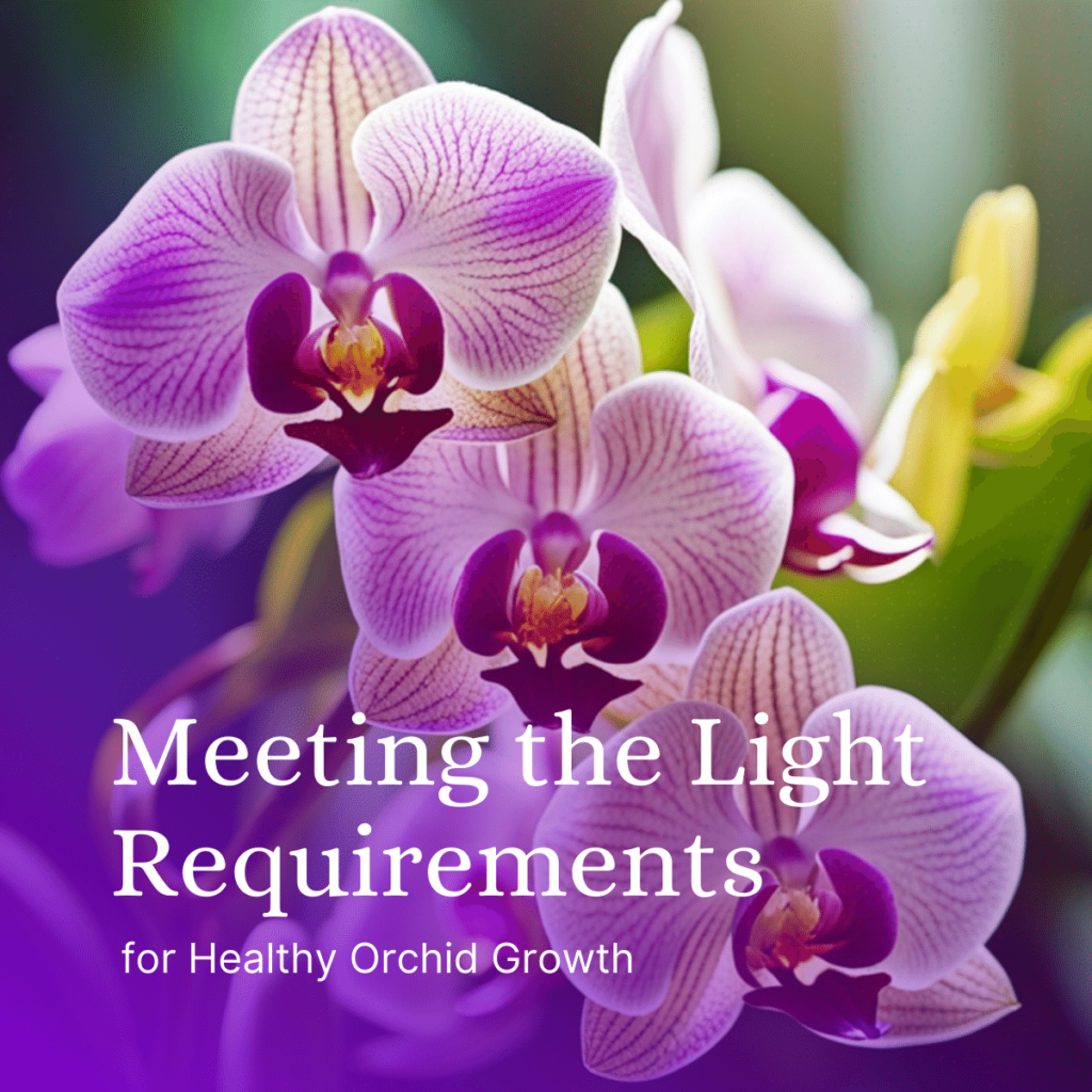 Meeting the Light Requirements for Healthy Orchid Growth Featured Image