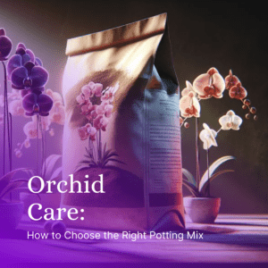 Orchid Care: How to Choose the Right Potting Mix