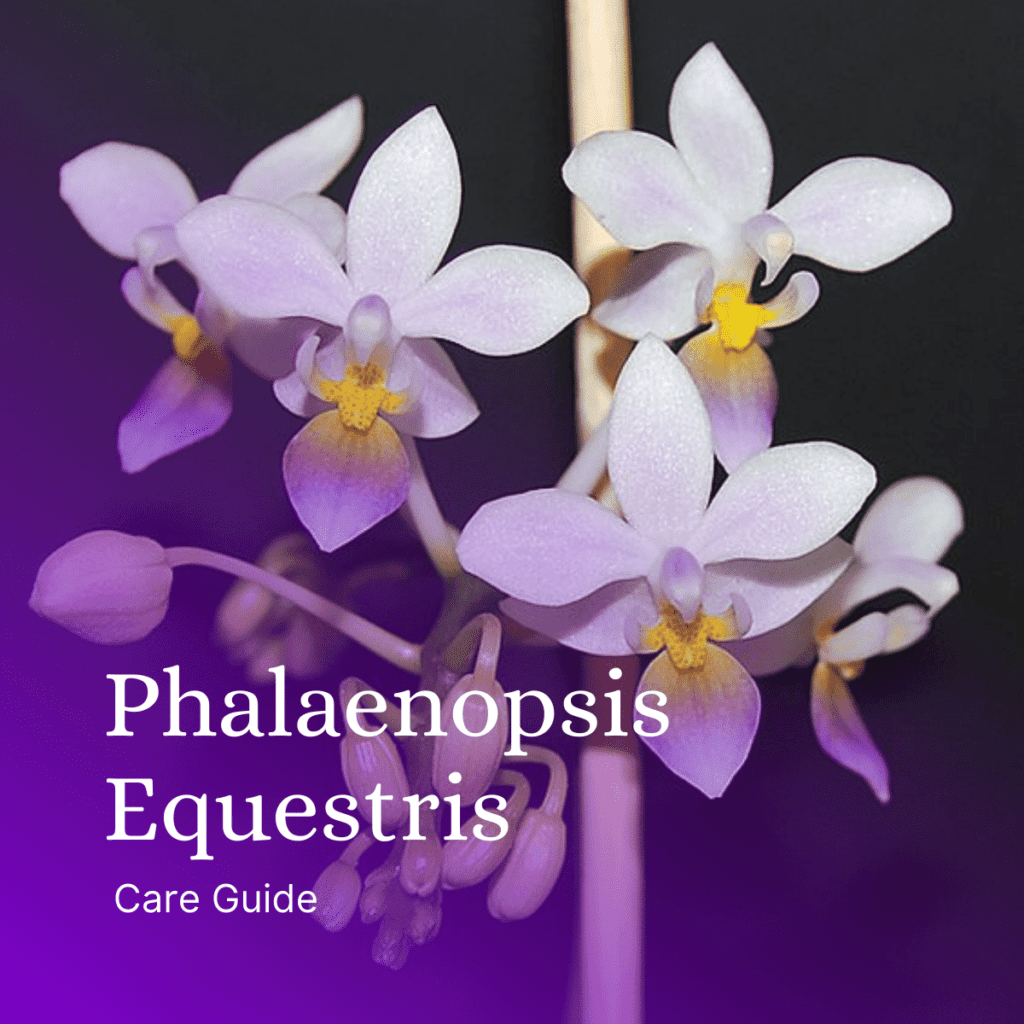 Phalaenopsis-Equestris