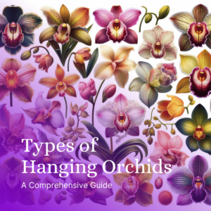 An image of different types of hanging orchids