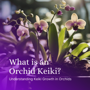 What is an Orchid Keiki: Understanding Keiki Growth in Orchids