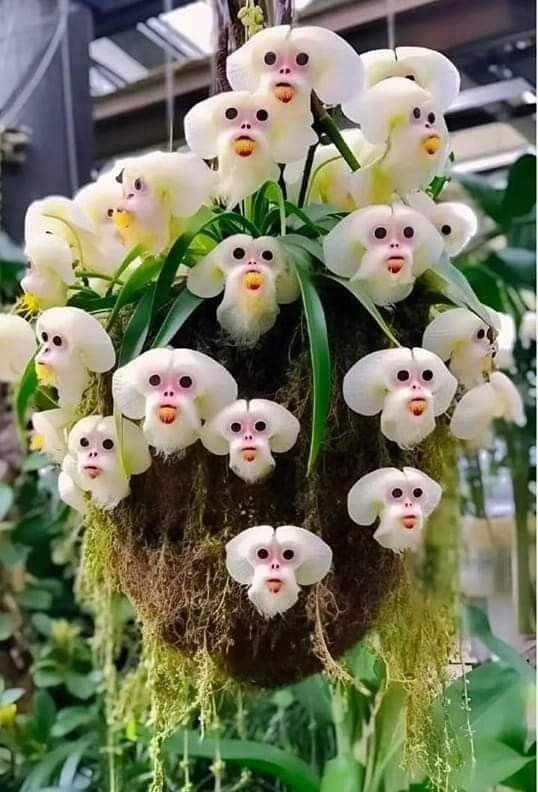 Monkey Face Orchid