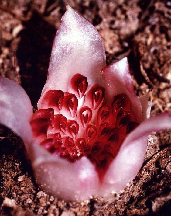 Western Underground Orchid: Rhizanthella gardneri