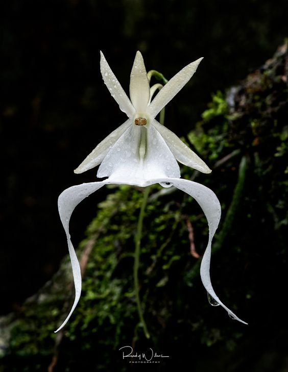 Ghost Orchid (Dendrophylax lindenii)