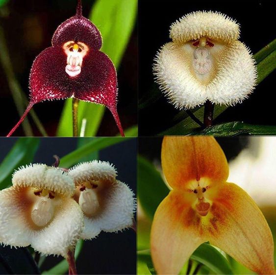 four variants of monkey-face-orchid